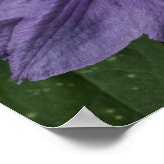 Paarse Clematis Print (Hoek)