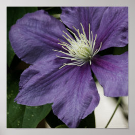 Paarse Clematis Print