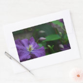 Paarse Clematis Rechthoekige Sticker (Envelop)