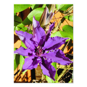 PAARSE CLEMATIS-STROOM FOTO AFDRUK