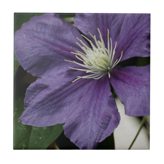 Paarse Clematis-Tegel Tegeltje (Voorkant)