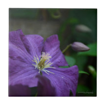 Paarse Clematis