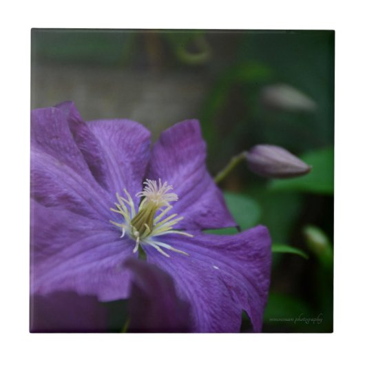 Paarse Clematis Tegeltje (Voorkant)