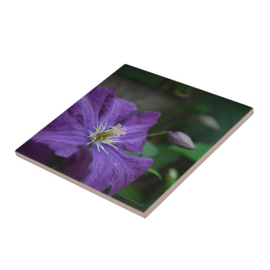 Paarse Clematis Tegeltje (Zijkant)