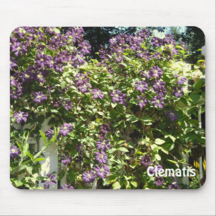 Paarse Clematis Tuin Muismat