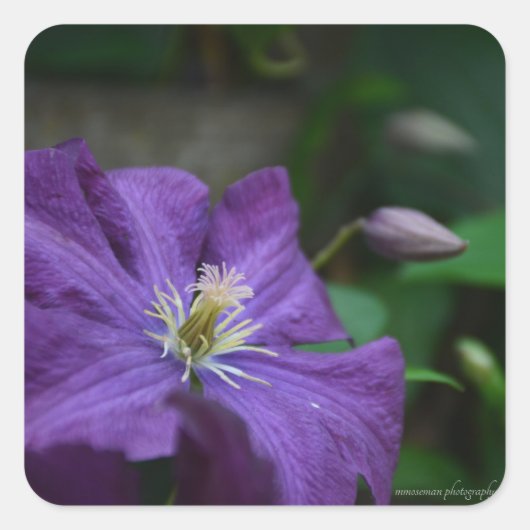 Paarse Clematis Vierkante Sticker (Voorkant)