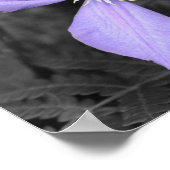Paarse Clematis-vlakkere gedeeltelijke kleur Poster (Hoek)