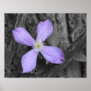Paarse Clematis-vlakkere gedeeltelijke kleur Poster