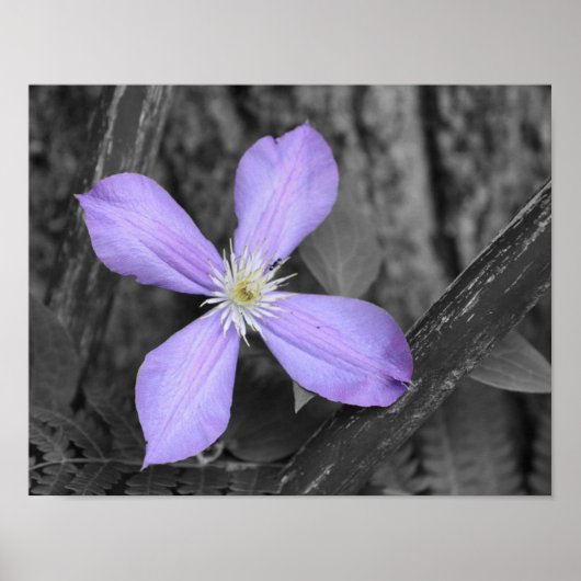 Paarse Clematis-vlakkere gedeeltelijke kleur Poster (Voorkant)