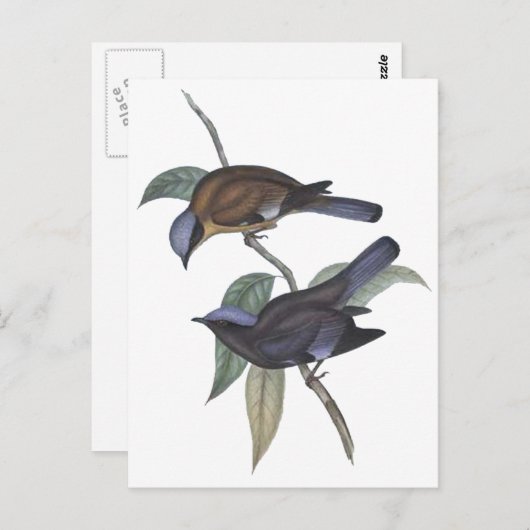 Paarse Cochoa Briefkaart (Voorkant / Achterkant)