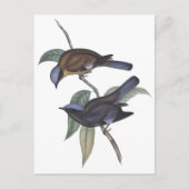 Paarse Cochoa Briefkaart (Voorkant)