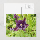 Paarse Columbine Briefkaart (Voorkant / Achterkant)