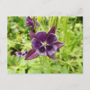 Paarse Columbine Briefkaart