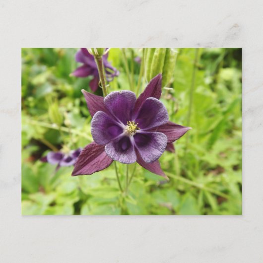 Paarse Columbine Briefkaart (Voorkant)