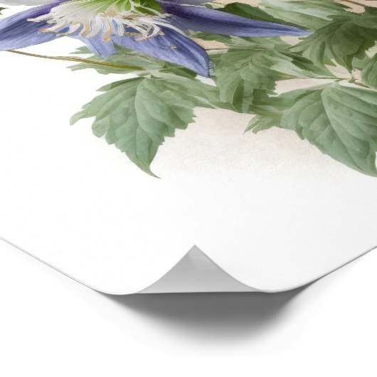 Paarse Columbine Flowers Art Print Poster (Hoek)