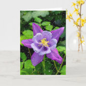 Paarse Columbine met regendruppels Kaart (Gele Bloem)