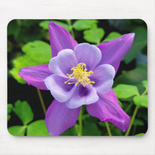 Paarse Columbinebloem Muismat (Voorkant)