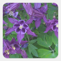 Paarse Columbines - Vierkante Sticker