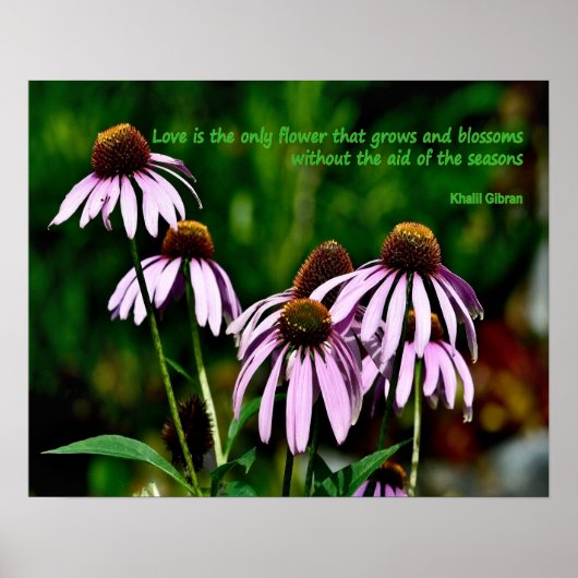 Paarse conefloerfoto met Khalil Gibran quote Poster (Voorkant)