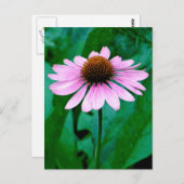 Paarse Coneflower Daisy Briefkaart (Voorkant / Achterkant)