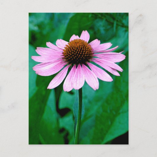 Paarse Coneflower Daisy Briefkaart (Voorkant)