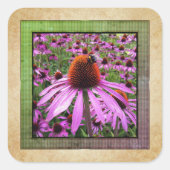 Paarse Coneflower Echinacea Wilde Sticker (Voorkant)