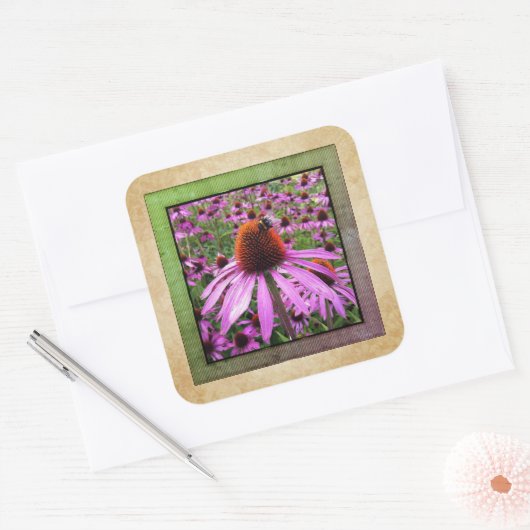 Paarse Coneflower Echinacea Wilde Sticker (Envelop)
