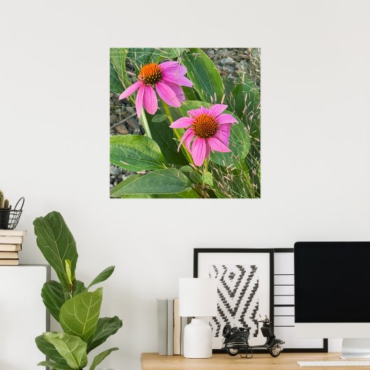 Paarse Coneflower Photo Poster (Thuiskantoor)