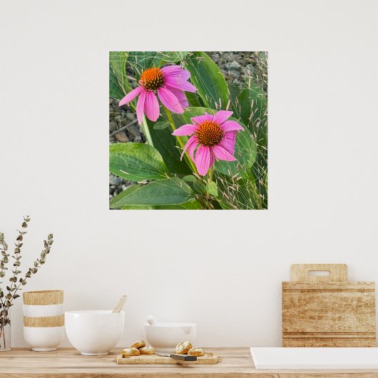 Paarse Coneflower Photo Poster (Keuken)