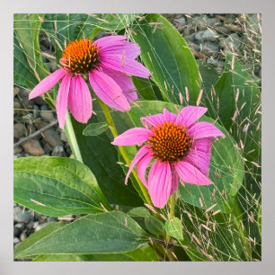 Paarse Coneflower Photo Poster
