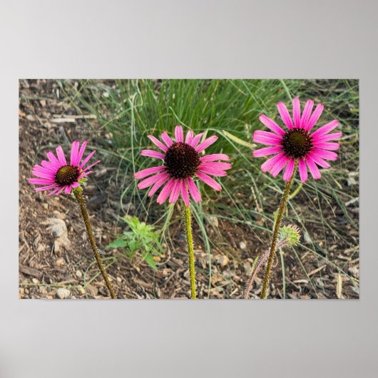 Paarse Coneflower Photo Poster (Voorkant)