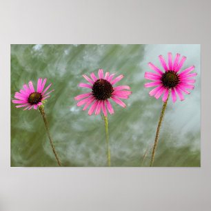 Paarse Coneflower Photo Poster