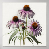 Paarse Coneflowers Art Print Poster (Voorkant)