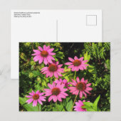 Paarse Coneflowers, Bute Park, Cardiff, Wales Briefkaart (Voorkant / Achterkant)
