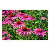 Paarse Coneflowers Foto Afdruk (Voorkant)
