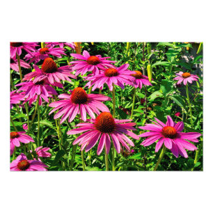 Paarse Coneflowers Foto Afdruk