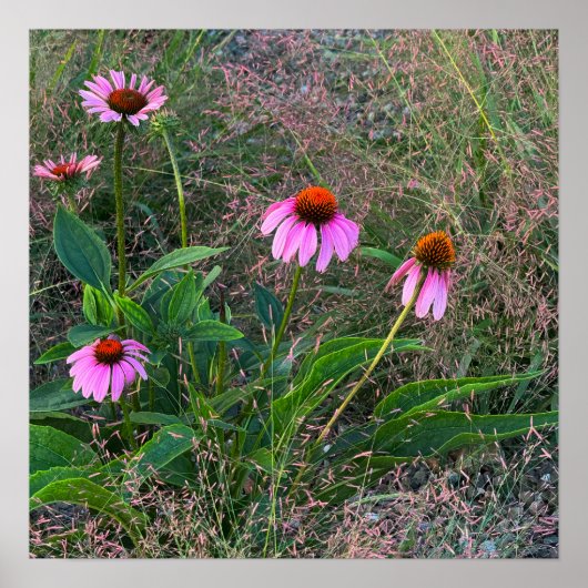 Paarse Coneflowers Foto Poster (Voorkant)