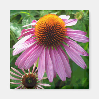 Paarse Coneflowers Magneet