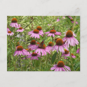 Paarse Coneflowers met Butterfly DIY Briefkaart