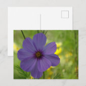 Paarse Cosmea Bloem DIY Briefkaart (Voorkant / Achterkant)
