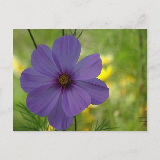 Paarse Cosmea Bloem DIY Briefkaart (Voorkant)
