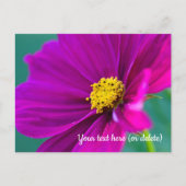 Paarse Cosmos Ansichtkaart Briefkaart (Voorkant)