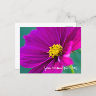 Paarse Cosmos Ansichtkaart Briefkaart