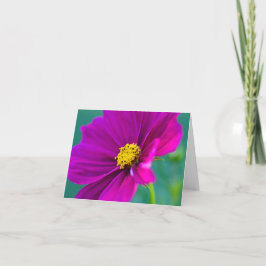 Paarse Cosmos bloem Wenskaart Kaart