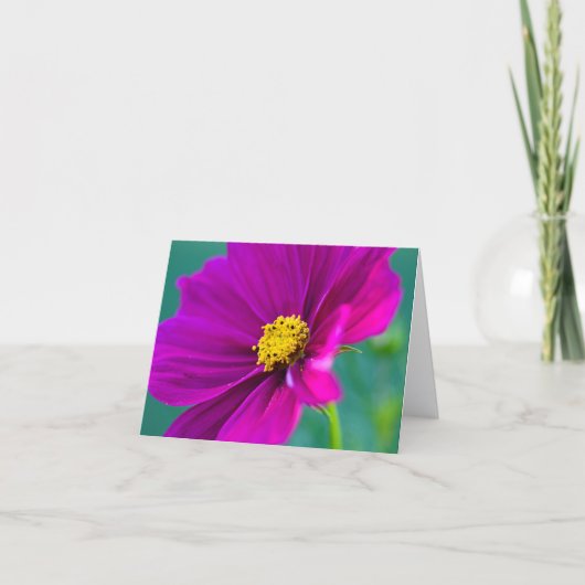 Paarse Cosmos bloem Wenskaart Kaart (Voorkant)