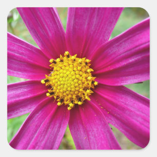 Paarse Cosmos Wilde Bloem Vierkante Sticker