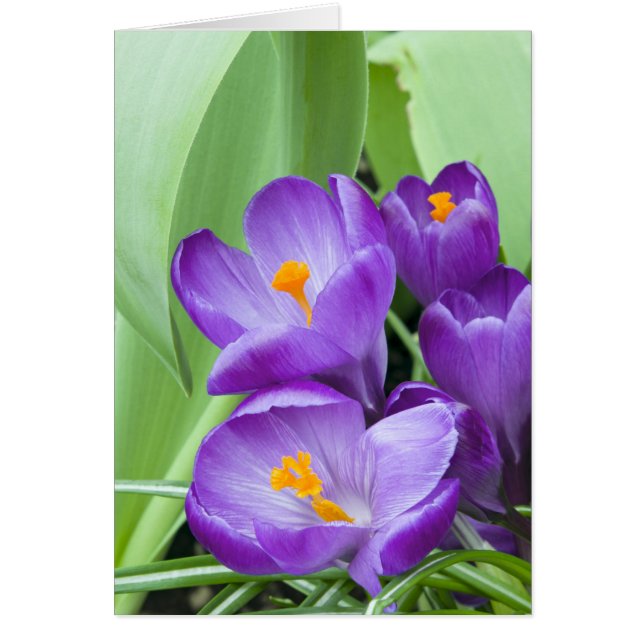 Paarse Crocus Blooms in de tuin (Voorkant)