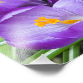 Paarse Crocus Blooms in de tuin Foto Afdruk (Hoek)