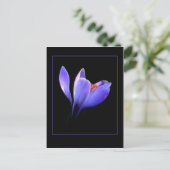 Paarse CROCUS Briefkaart (Staand voorkant)