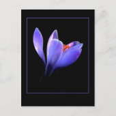 Paarse CROCUS Briefkaart (Voorkant)